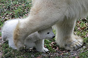 Eisbärenbaby München - erster Ausflug des Eisbären-Mädchens ins Eisbärengehege am 24.02.2017 (©Foto: Marikka-Laila Maisel)